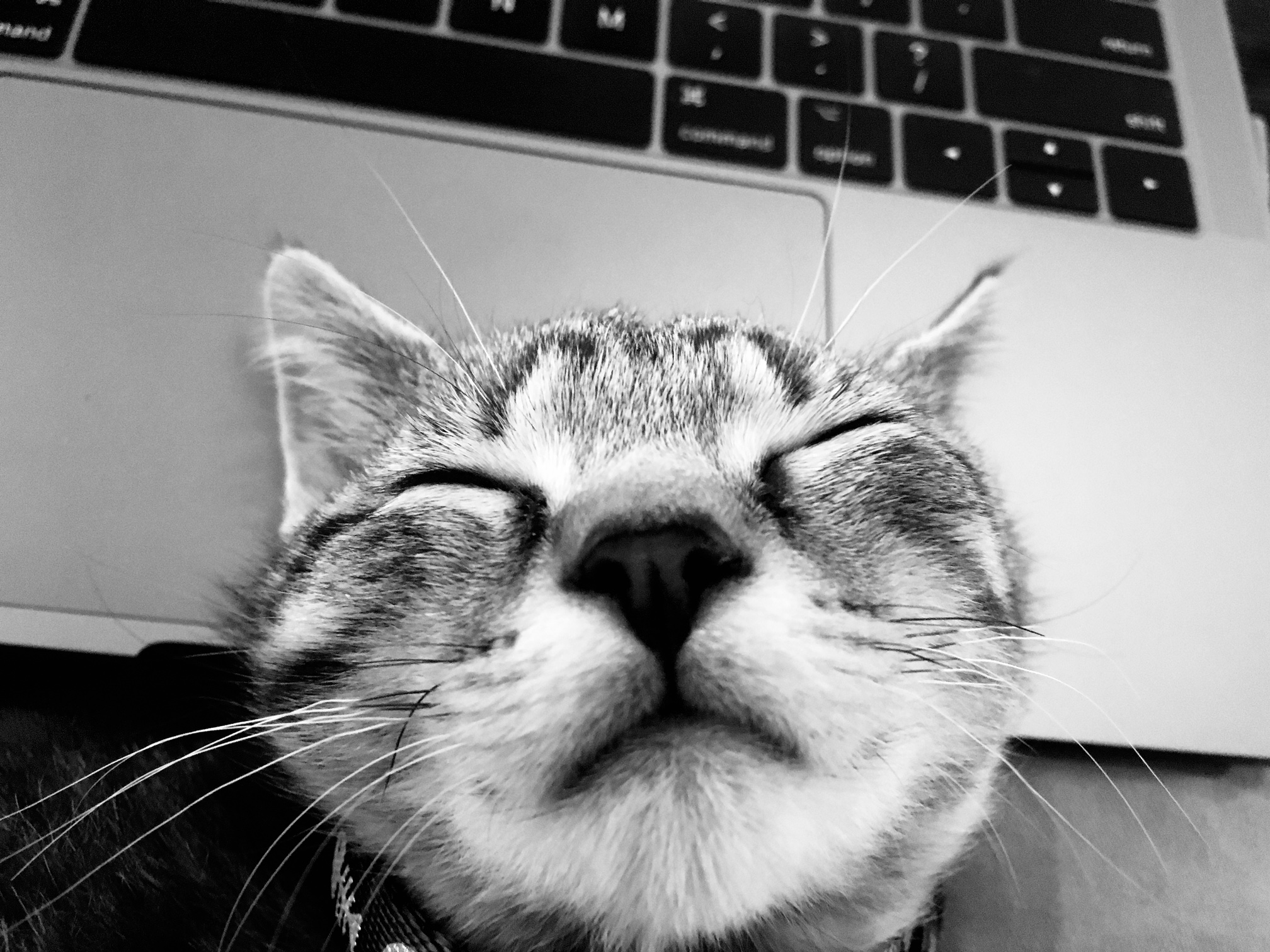Sleeping Cat on a computer keyboard