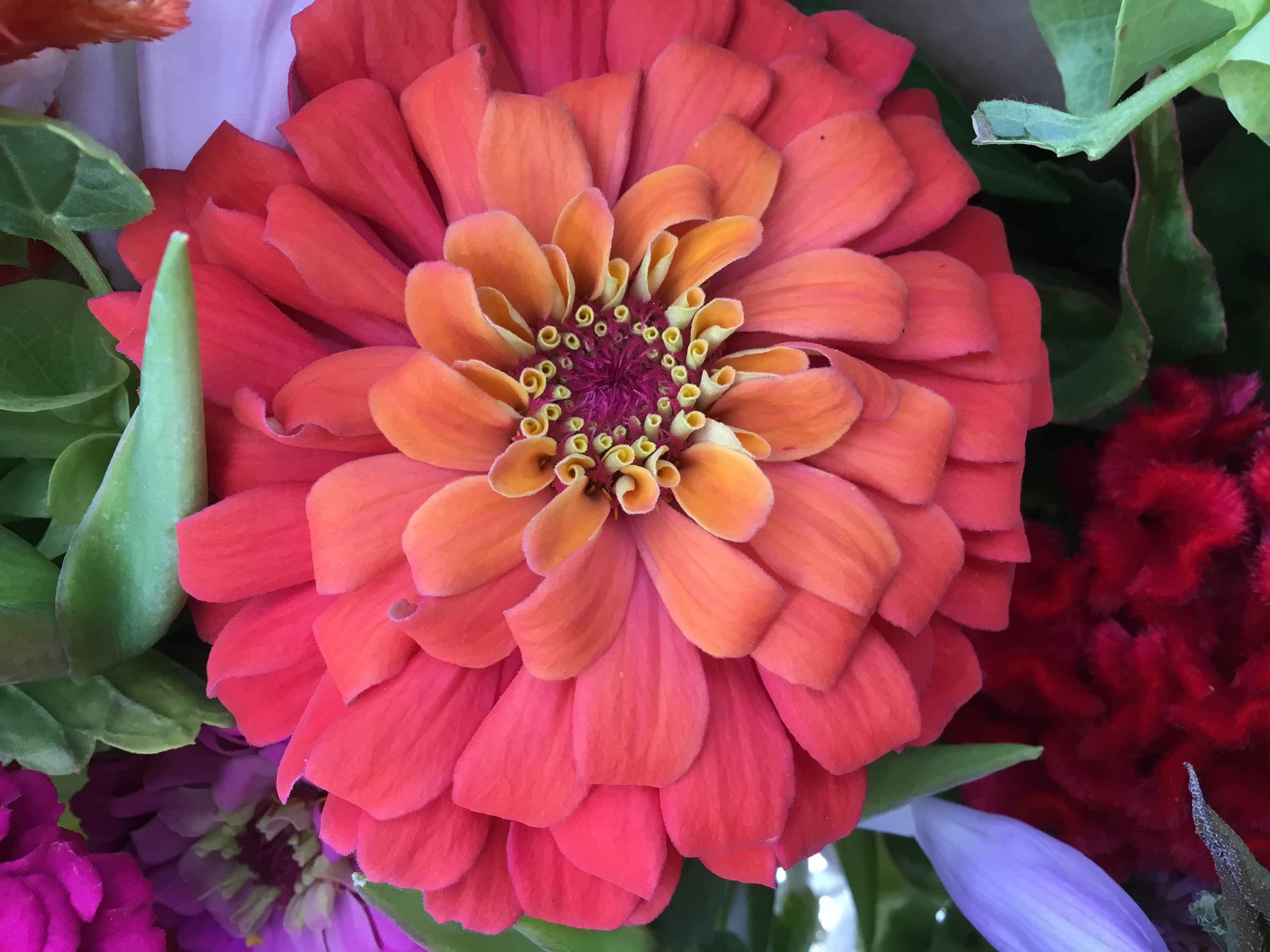 Pinkish red zinnia