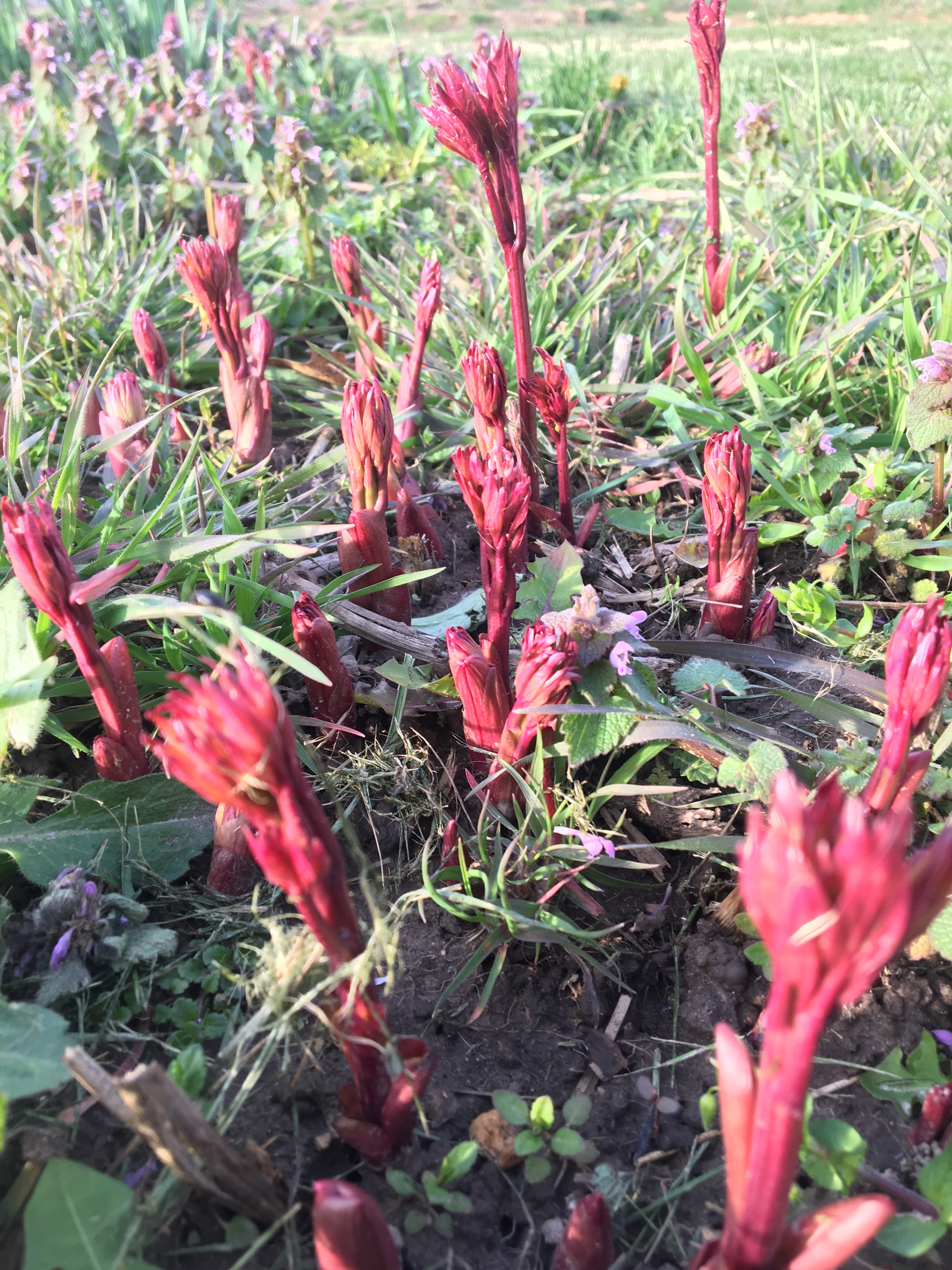 dark red peony shoots emerging from the ground