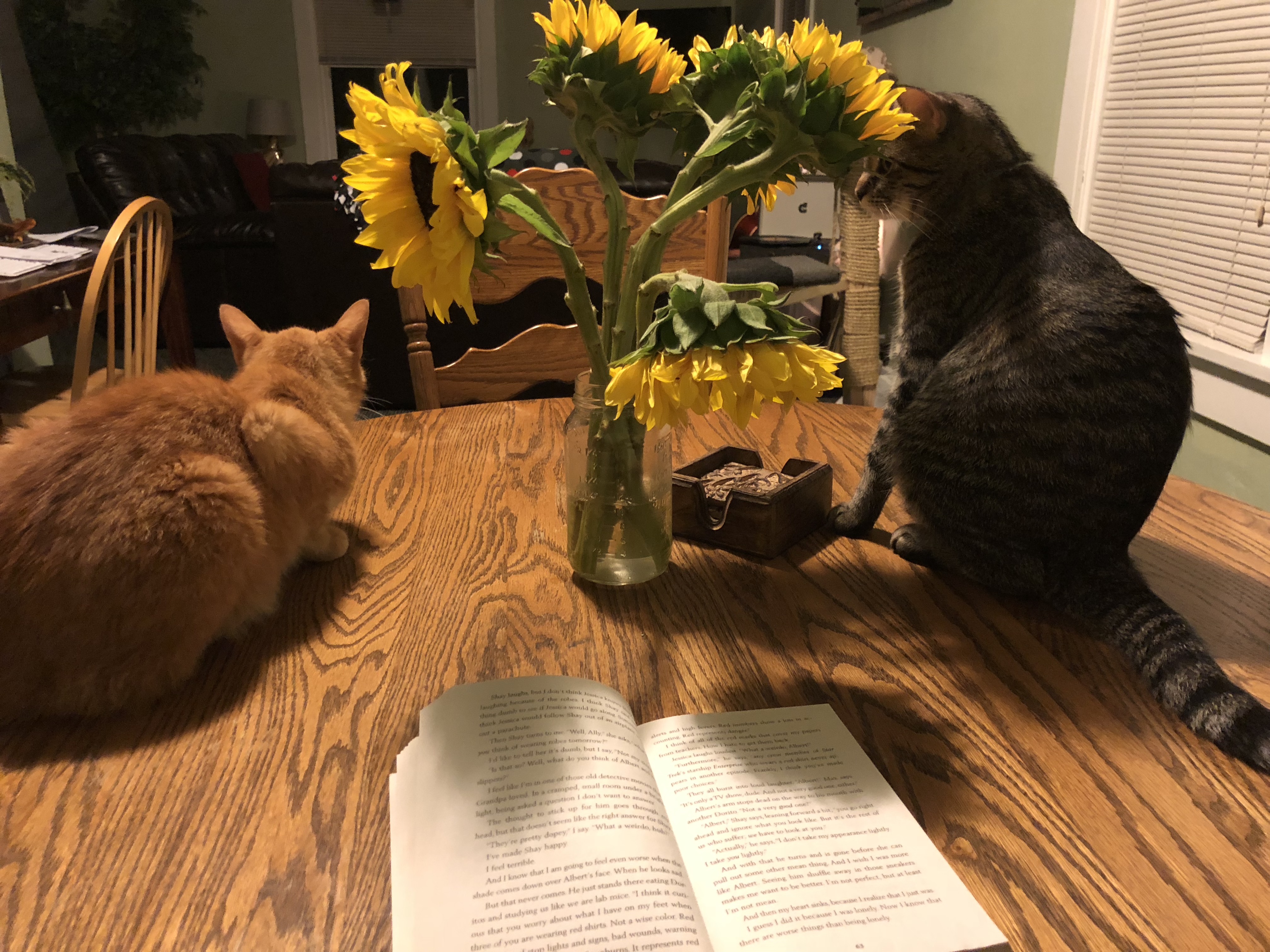 photo of 2 cat laying on a table with flowers in the background with 