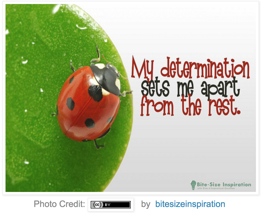 Lady Bug on a leaf with the quote, 