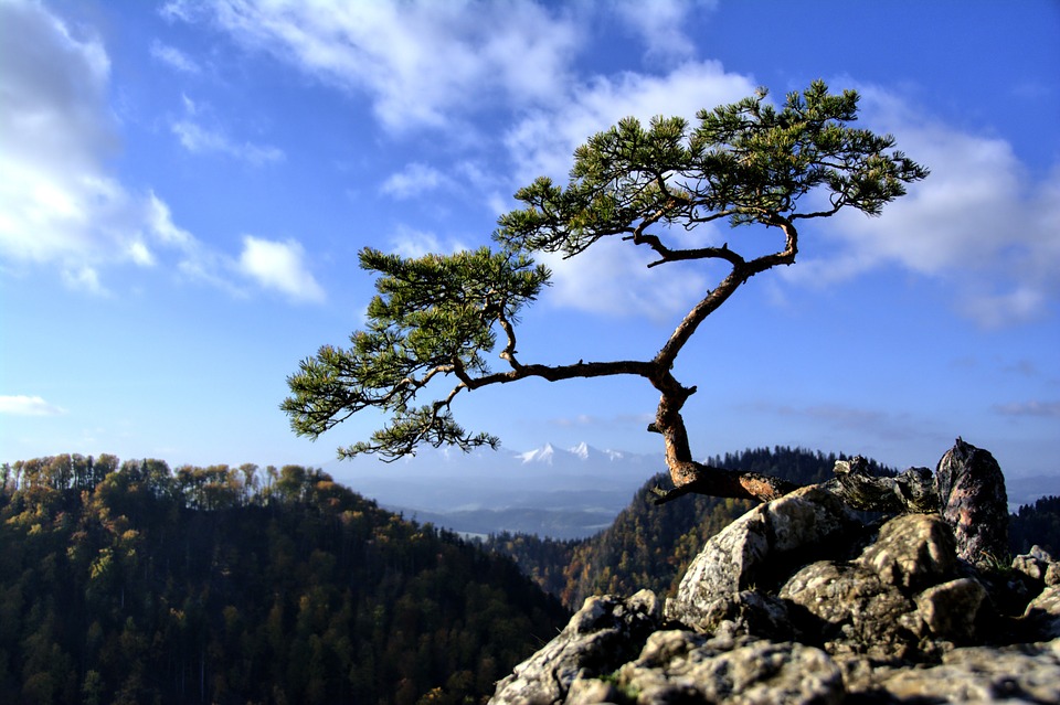 Tree high upon a mountainous ledge