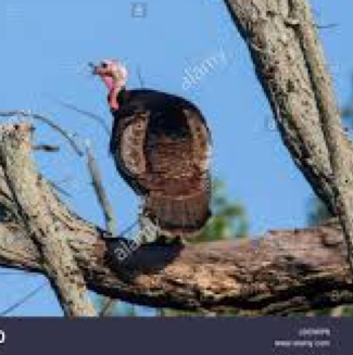 Wild Turkey in Tree