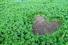 Field of clovers with heart shaped open patch.