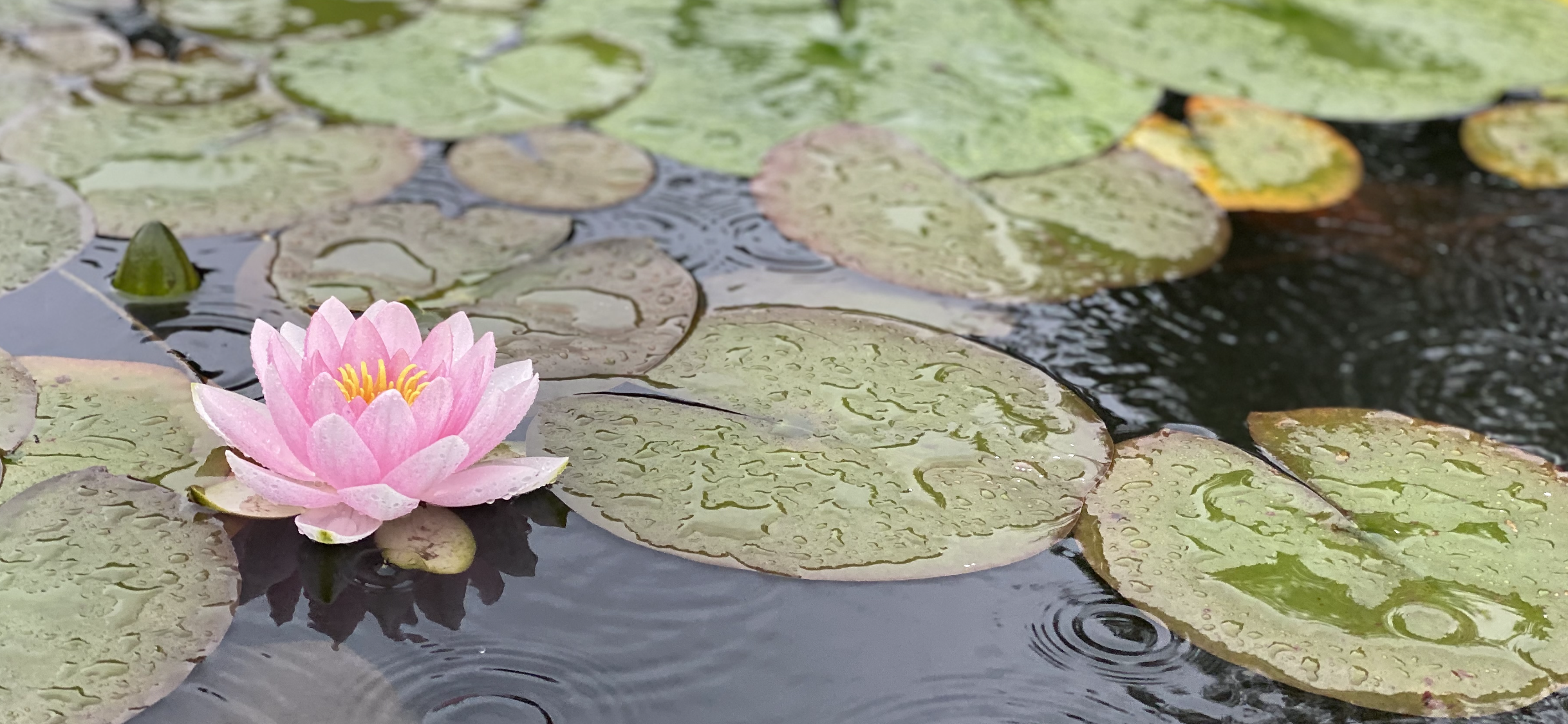 Pink lotus flower in water 