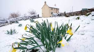 daffodils in foreground surrounded by snow on the ground. Farm house in the background